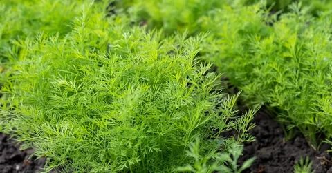 تصویر 2 از فروش سبزی شوید خشک صادراتی با تضمین کمترین قیمت